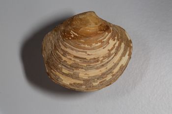 Media type: image; Malacology 119129